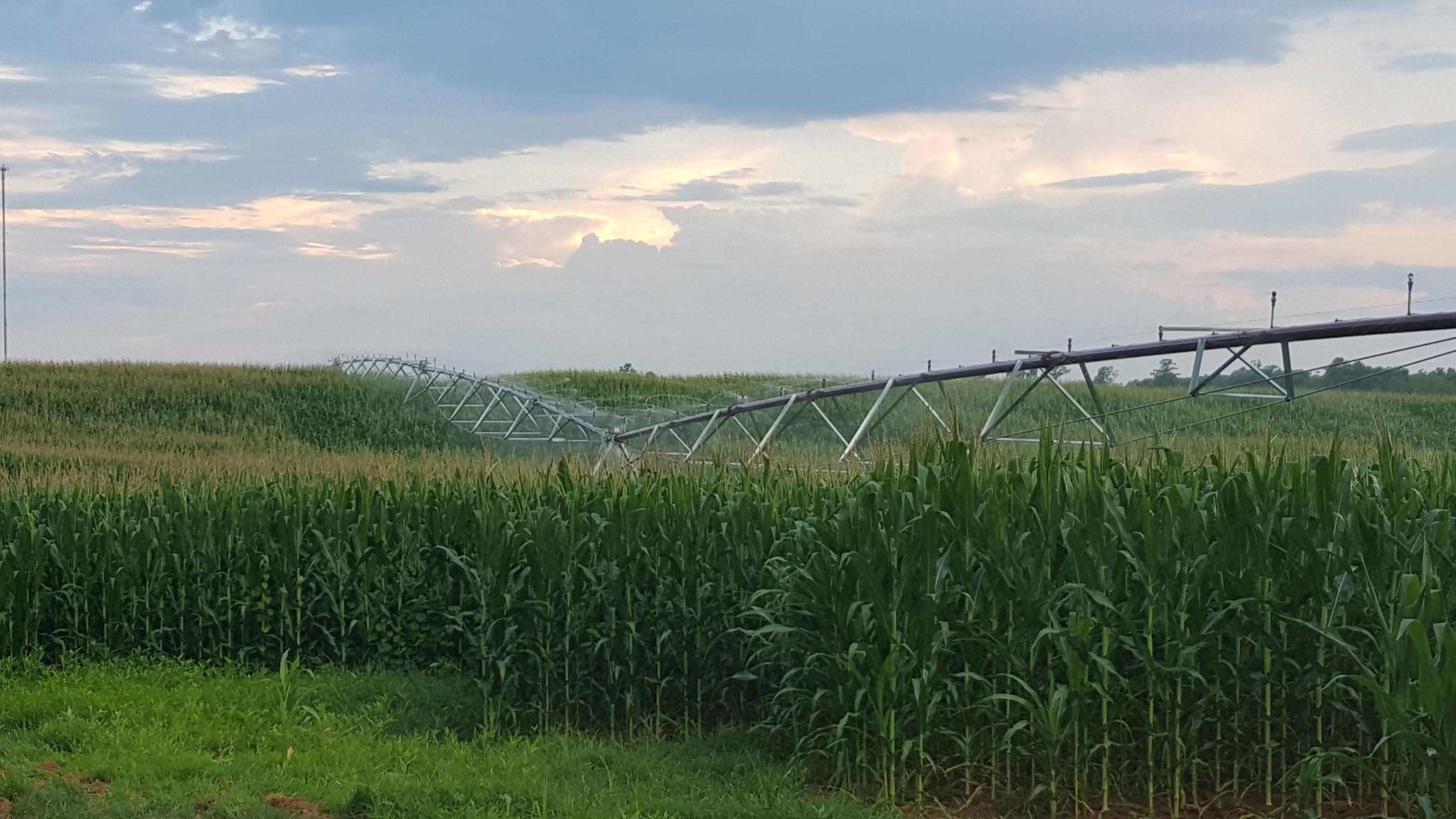 Organic corn field at Old Dominion Organic Farms