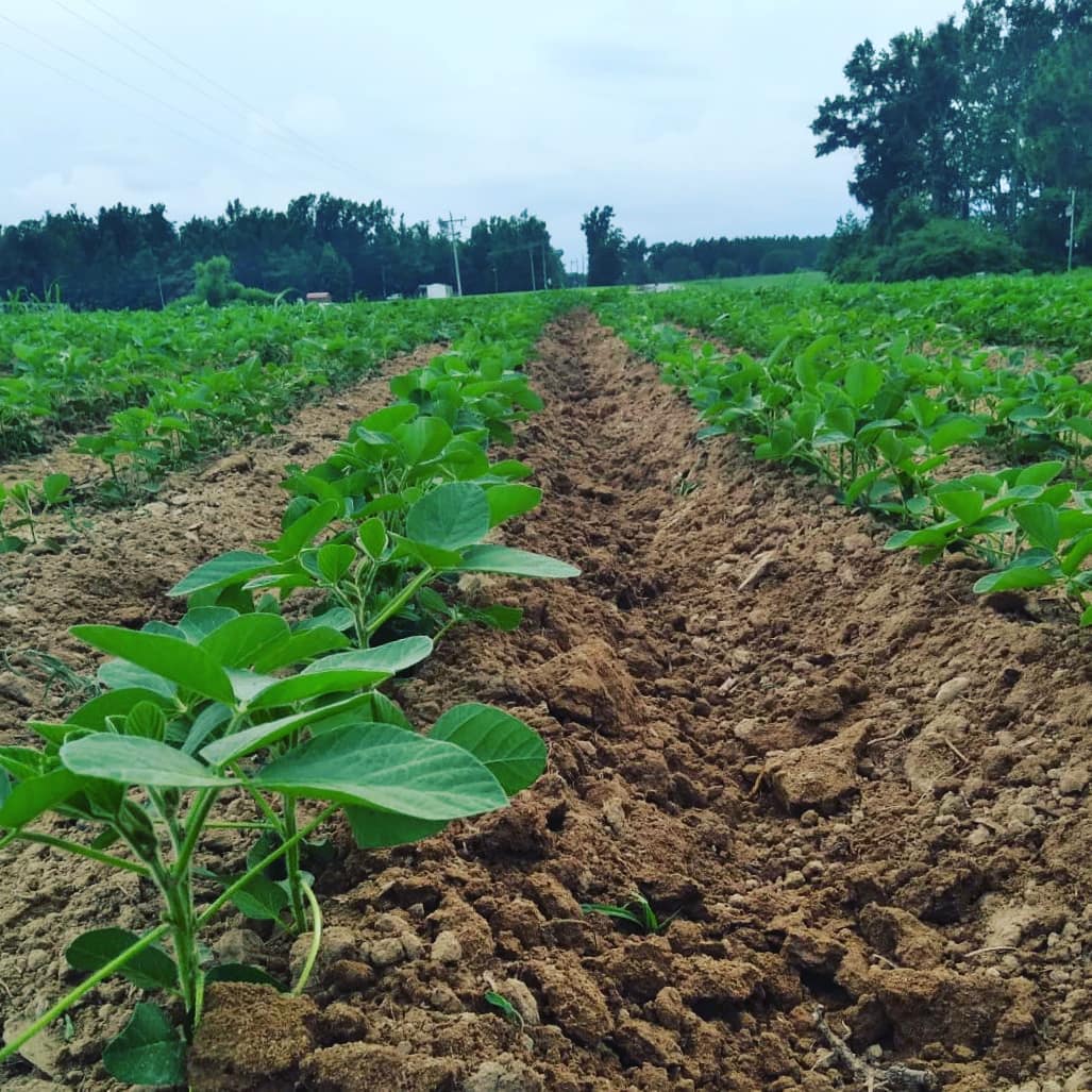 Organic soybean field