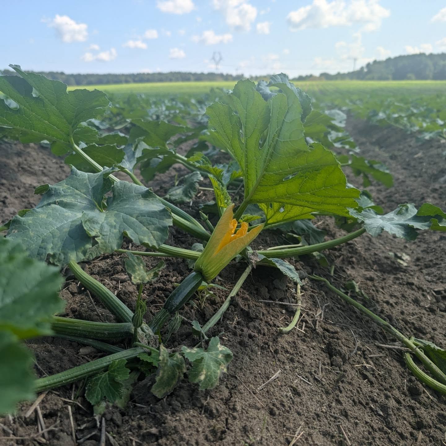 Fresh organic summer squash